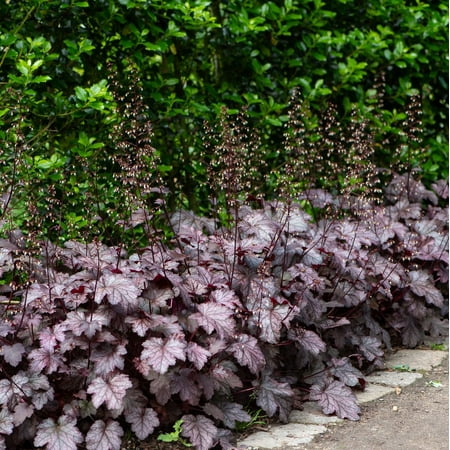 2 Amethyst Myst Heuchera/ Coral Bells in 4 Inch Pot--Great for Spring Planting!