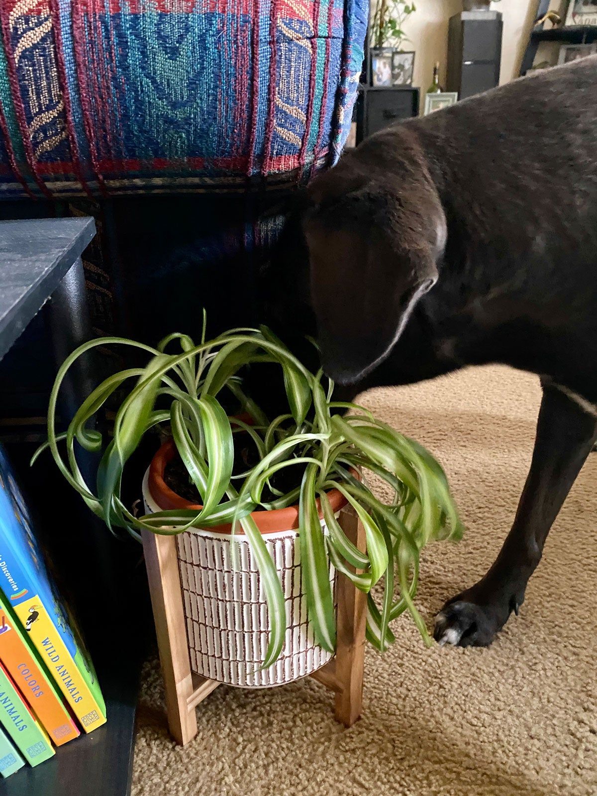 Dog eating hot sale houseplants