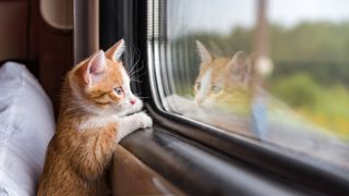 Ginger cat on a train looking out the window