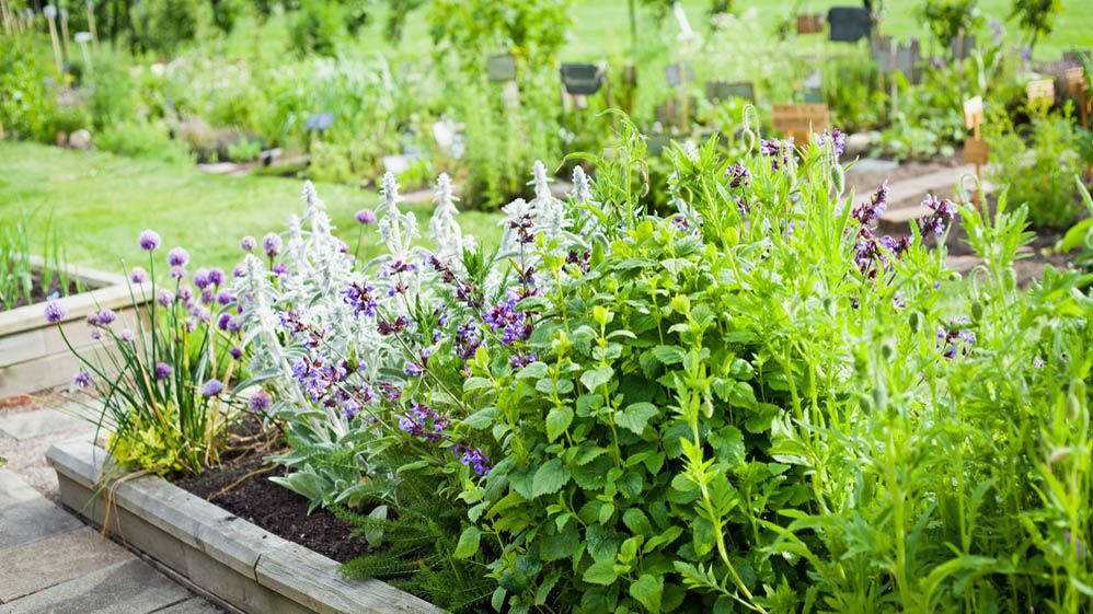 Flowerbed in garden