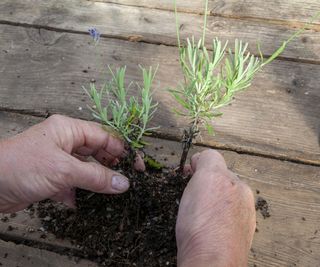 Potting up lavender grown from cuttings