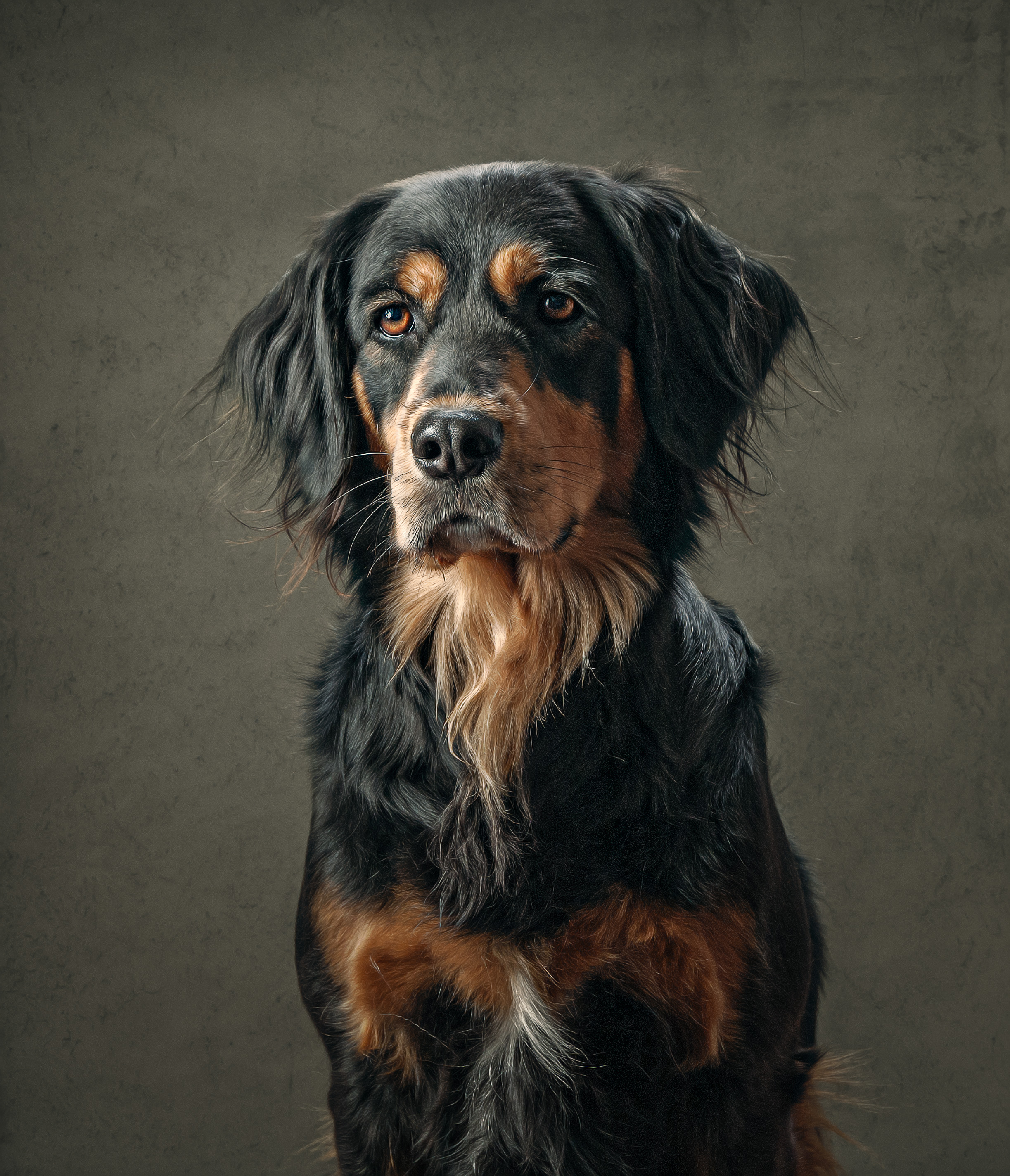 Portrait of a Gordon setter against a grey-brown background