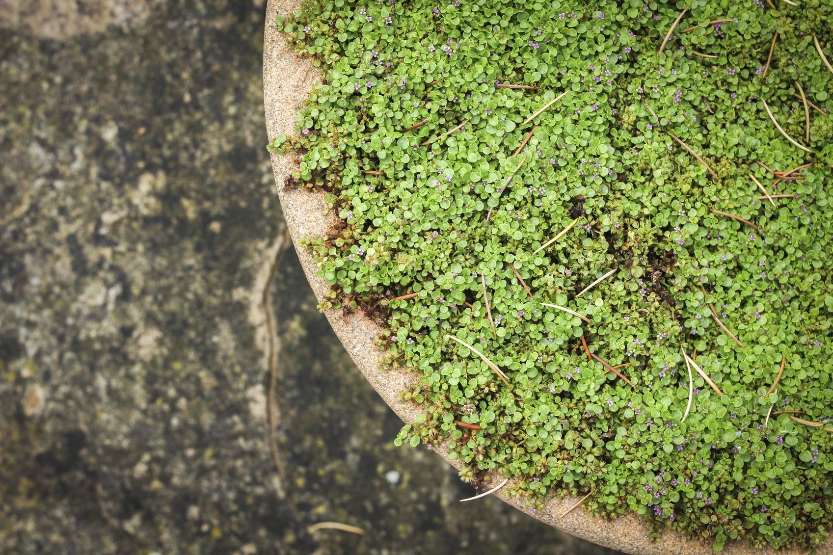 Corsican Mint Plants - Growing Corsican Mint In Gardens | Gardening