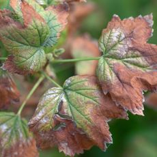 blackcurrant plant showing signs of leaf disease