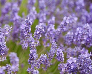 Lavender Grosso blossoming in summer display