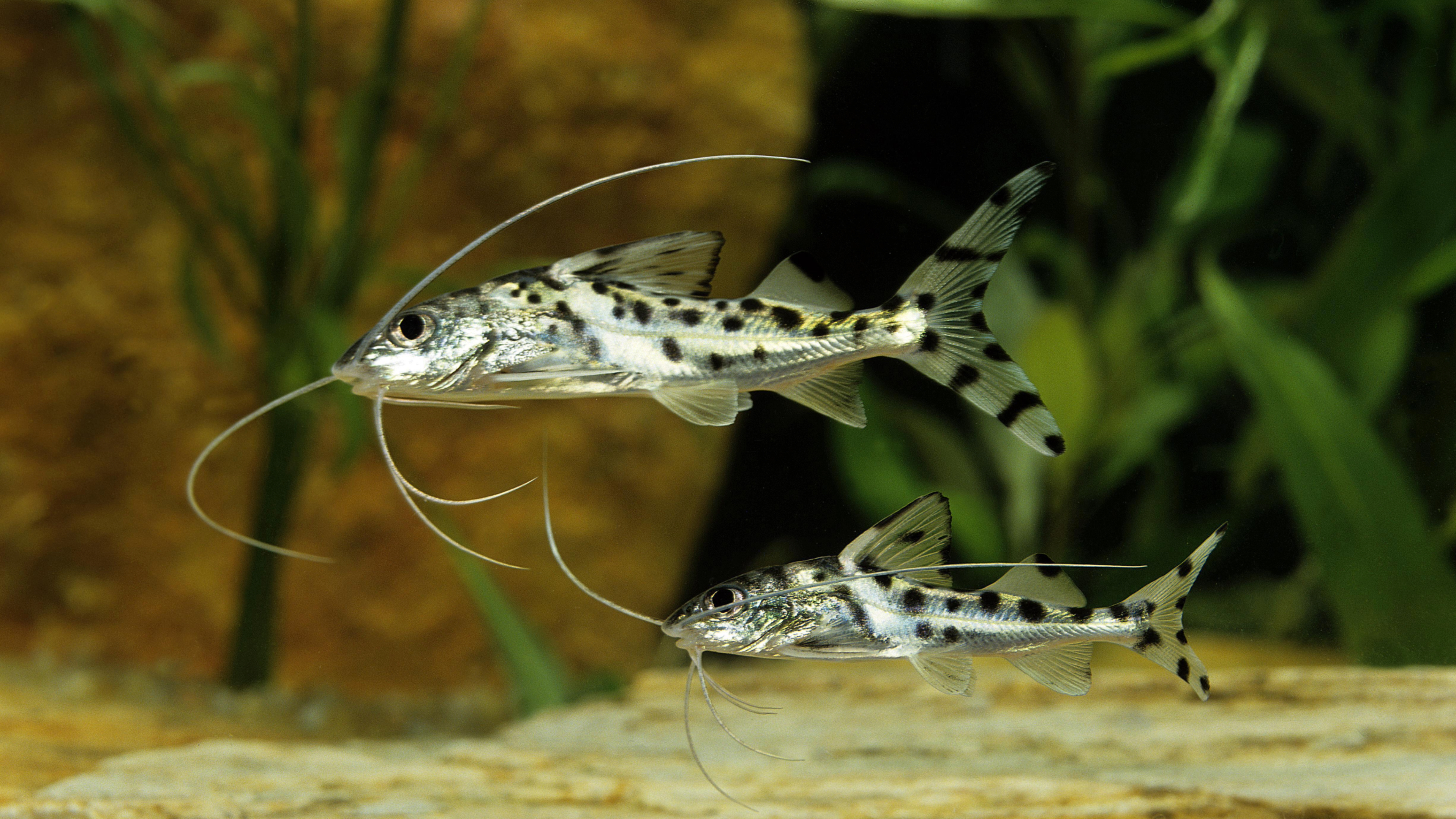 Pictus catfish