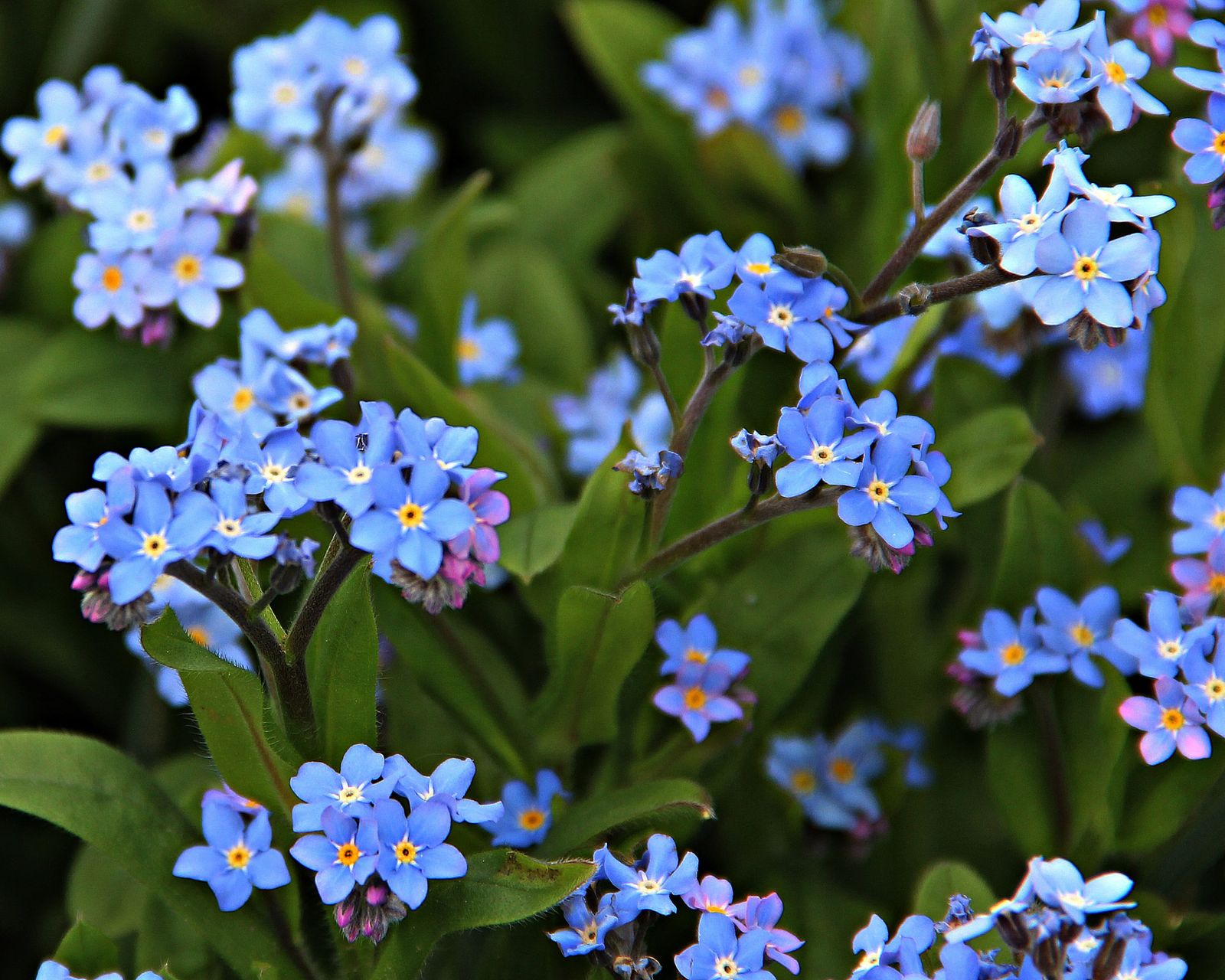 How To Grow Forget-Me-Nots For Unforgettable Spring Blooms | Gardening ...
