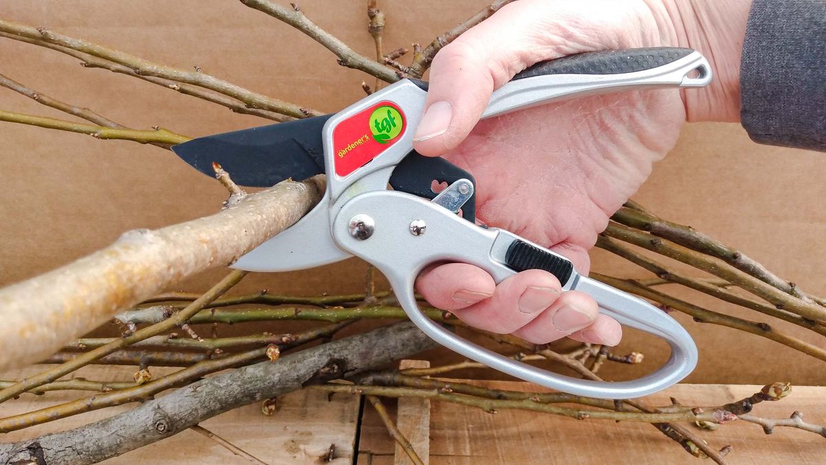 Best Pruning Shears: