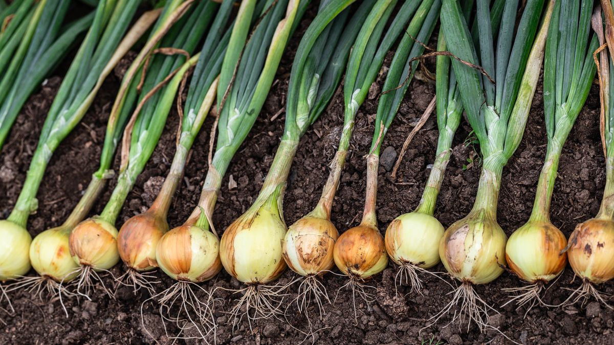 7 plants that repel moles and keep them out of your yard Tom's Guide