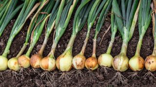 Freshly harvested onions laying in the soil