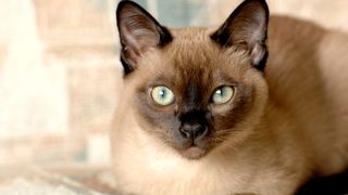 Popular cat breeds