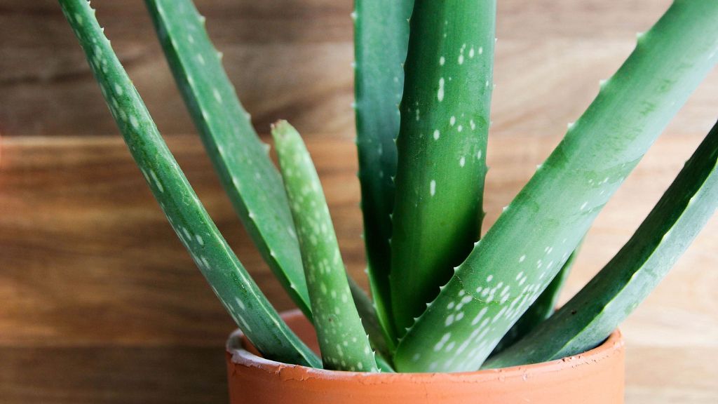 detailed view on aloe vera plant 