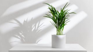 An areca palm on a table indoors