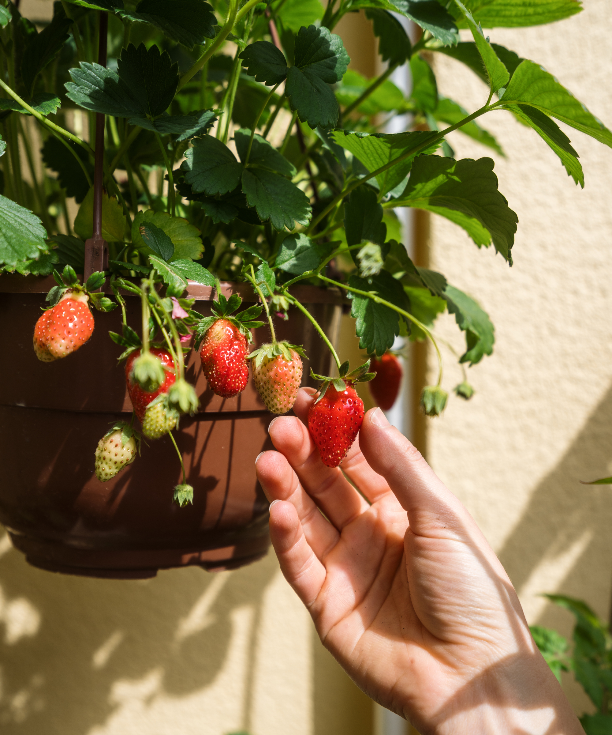 hand picking ripe strawberry growing in a hanging basket