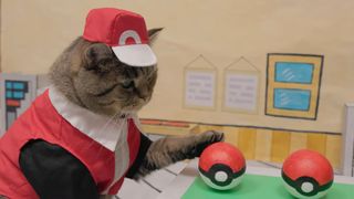 Pokemon cosplaying cats