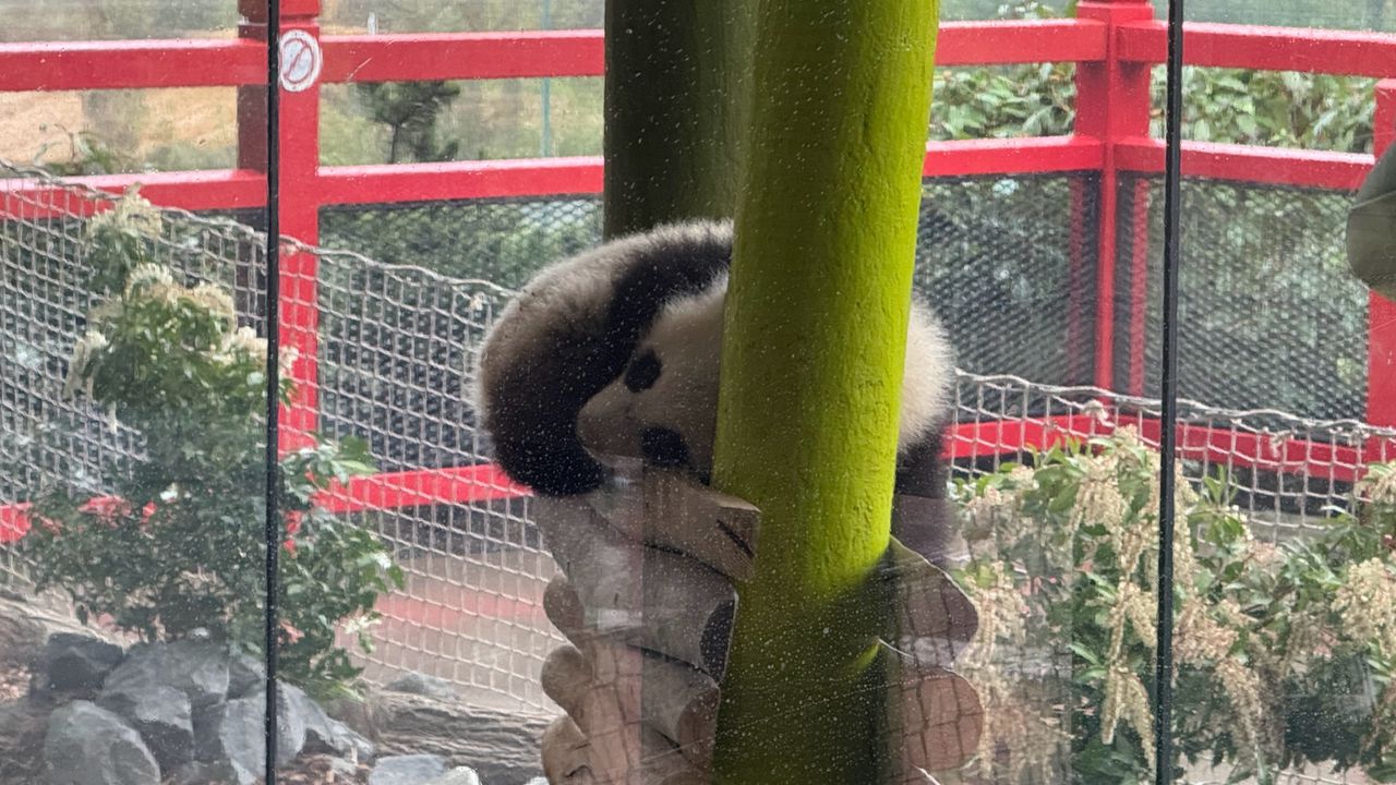 A selection of photos of animals taken at Berlin Zoo on the iPhone 16 Pro Max and Samsung Galaxy S25 Ultra
