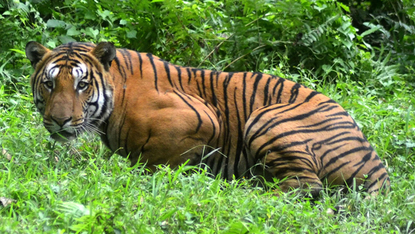 India tiger 