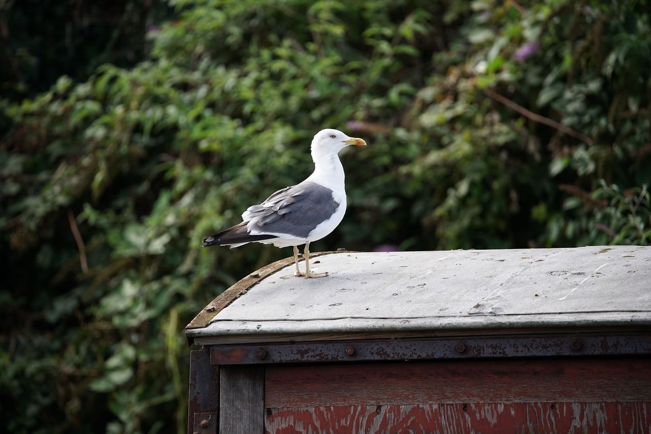 Autofocus proved consistently accurate in out tests, tracking the birds in these two shots while they were erratically bobbing about.
