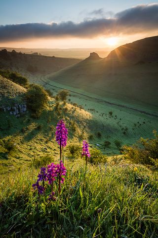 Peter's Stone in Cressbrook Dale with a group of early purple orchids, by Graham Dunn / ©International Garden Photographer of the Year