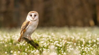 a barn owl in a flower field