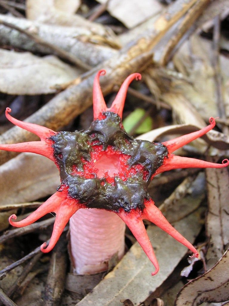 Octopus-Like Stinkhorn Fungi