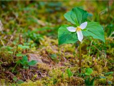 Trillium Wildflower