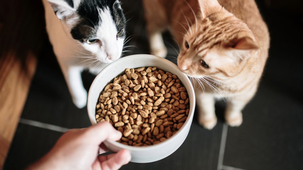 Two cats sniffing and looking at a bowl of dry cat food 