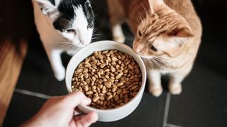 Two cats excitedly looking at a bowl of food 