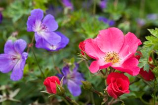 companion planting: roses and hardy geraniums