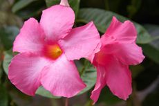 Pink Flowered Mandevilla Plant