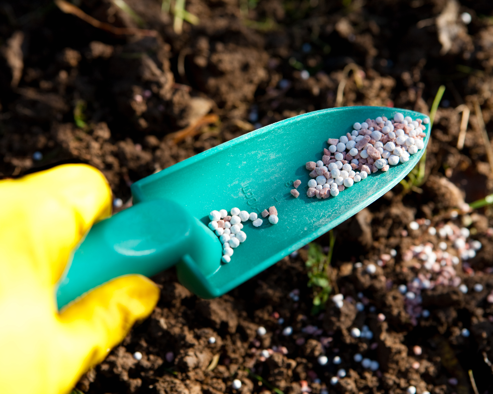 Gardener applying granular fertilizer with a trowel
