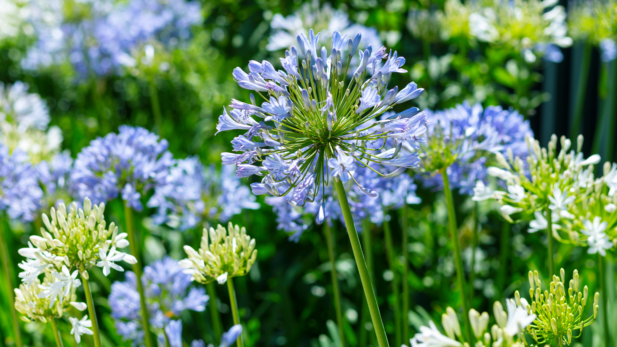 agapanthus flowers in garden 