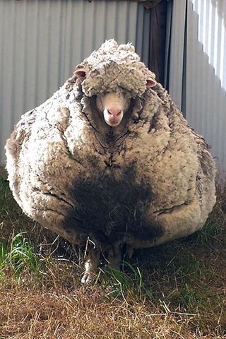 Chris the Sheep