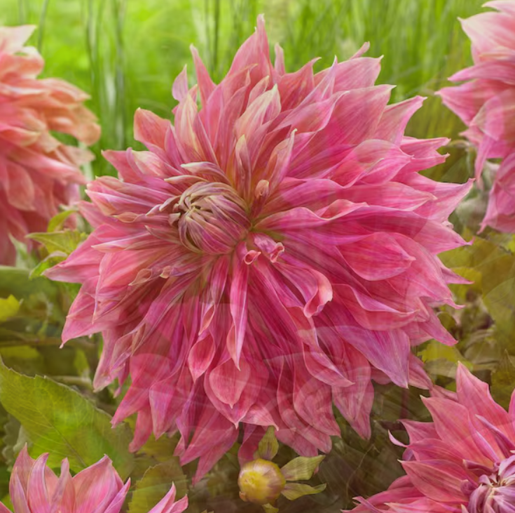 Penhill Dark Monarch Dahlia Tubers