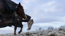 FFMBPH Oxnam, Jedburgh, Scottish Borders, UK. 12th February 2016. A horse and pony in New Zealand winter rugs enjoy grazing in a frost
