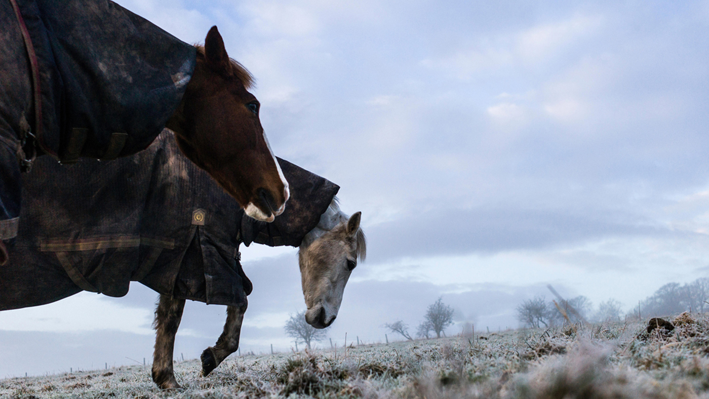 FFMBPH Oxnam, Jedburgh, Scottish Borders, UK. 12th February 2016. A horse and pony in New Zealand winter rugs enjoy grazing in a frost