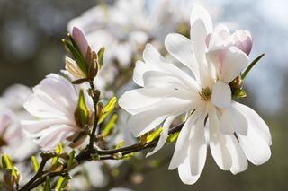 Starry magnolia
