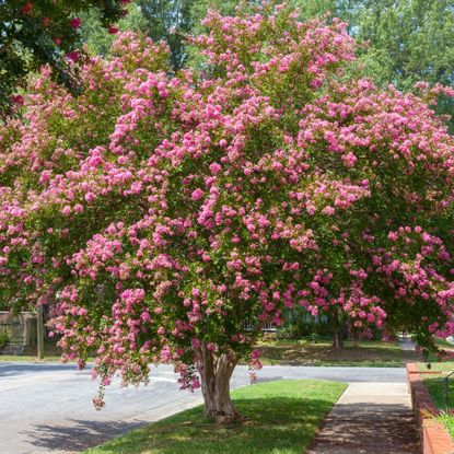 Pink crepe myrtle tree in bloom