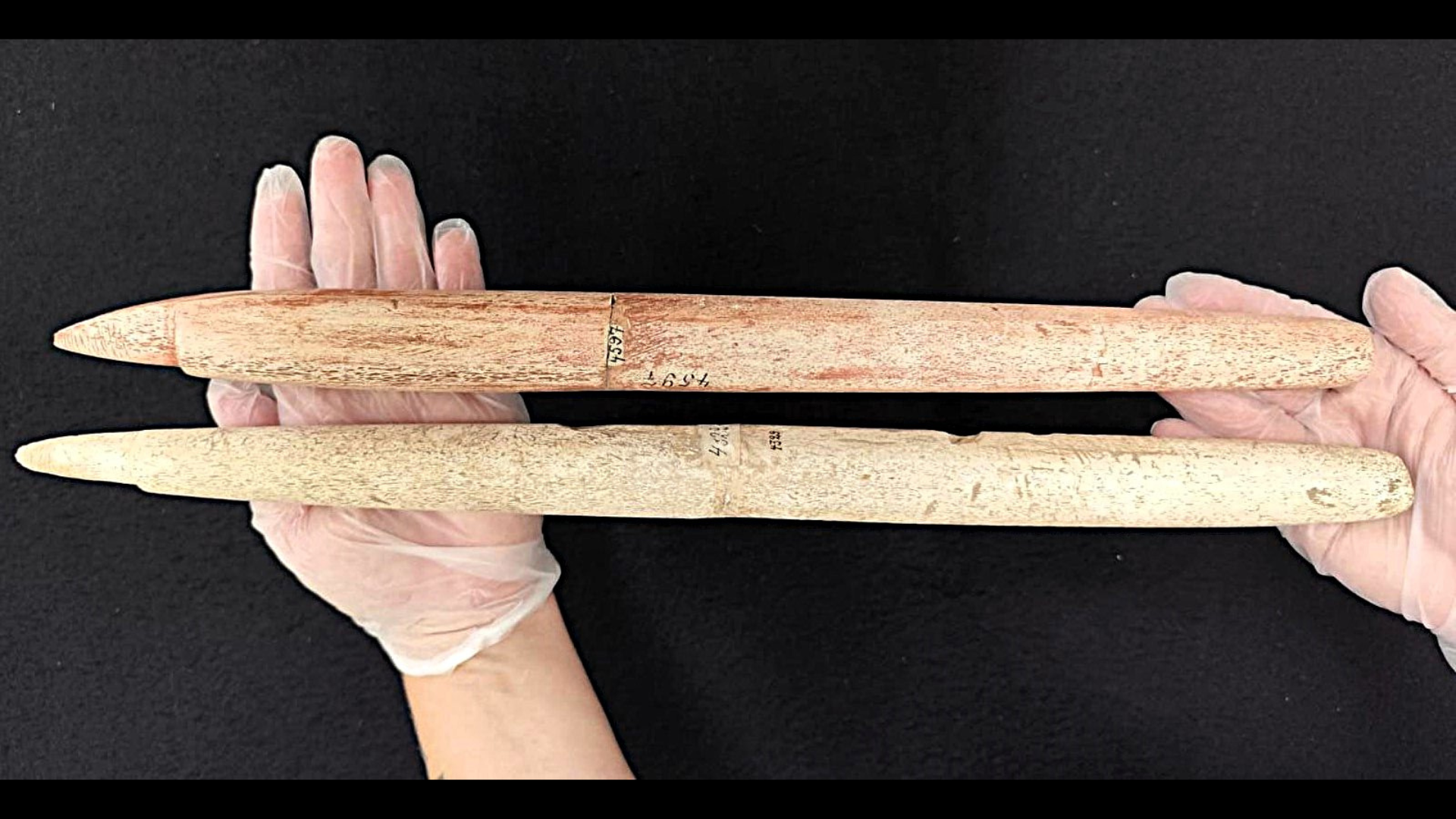Two prehistoric whale bone harpoons resting in a person's hands