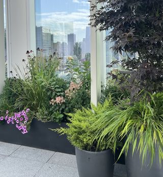 Rooftop terrace in New York City, with dark planters full of grasses, trees and perennials