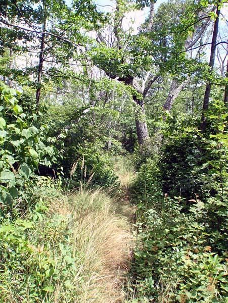 The gypsy moth infestation means lots more pre-race trail work needed to deal with the tall grass due to lost tree canopy.