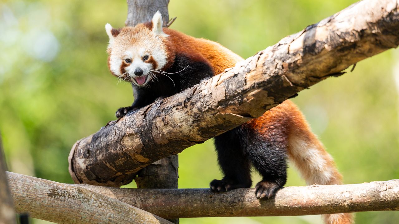 smiling red panda climbing on tree branches
