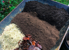 Grounds for concern: gardeners are facing an increasingly tricky task unearthing reliable compost to keep their plants on top form.