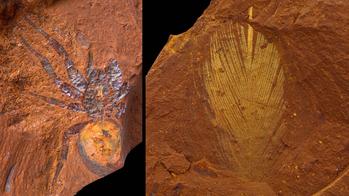 Rare and fragile fossils found at a secret site in Australia's 'dead heart'