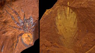 Exceptional fossils of a spider and a feather from the Australian site are between 16 million and 11 million years old.