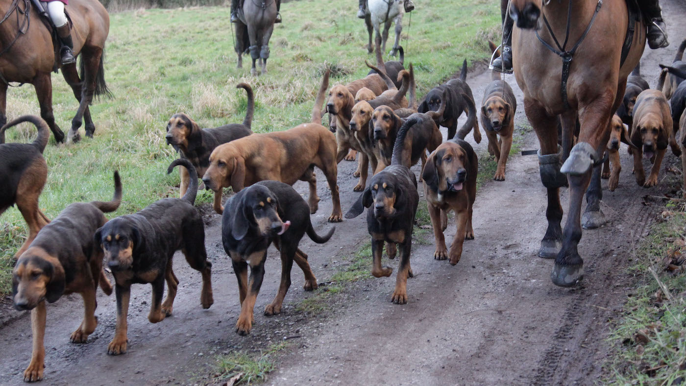 The bloodhound dog breed is used in trail-hunting