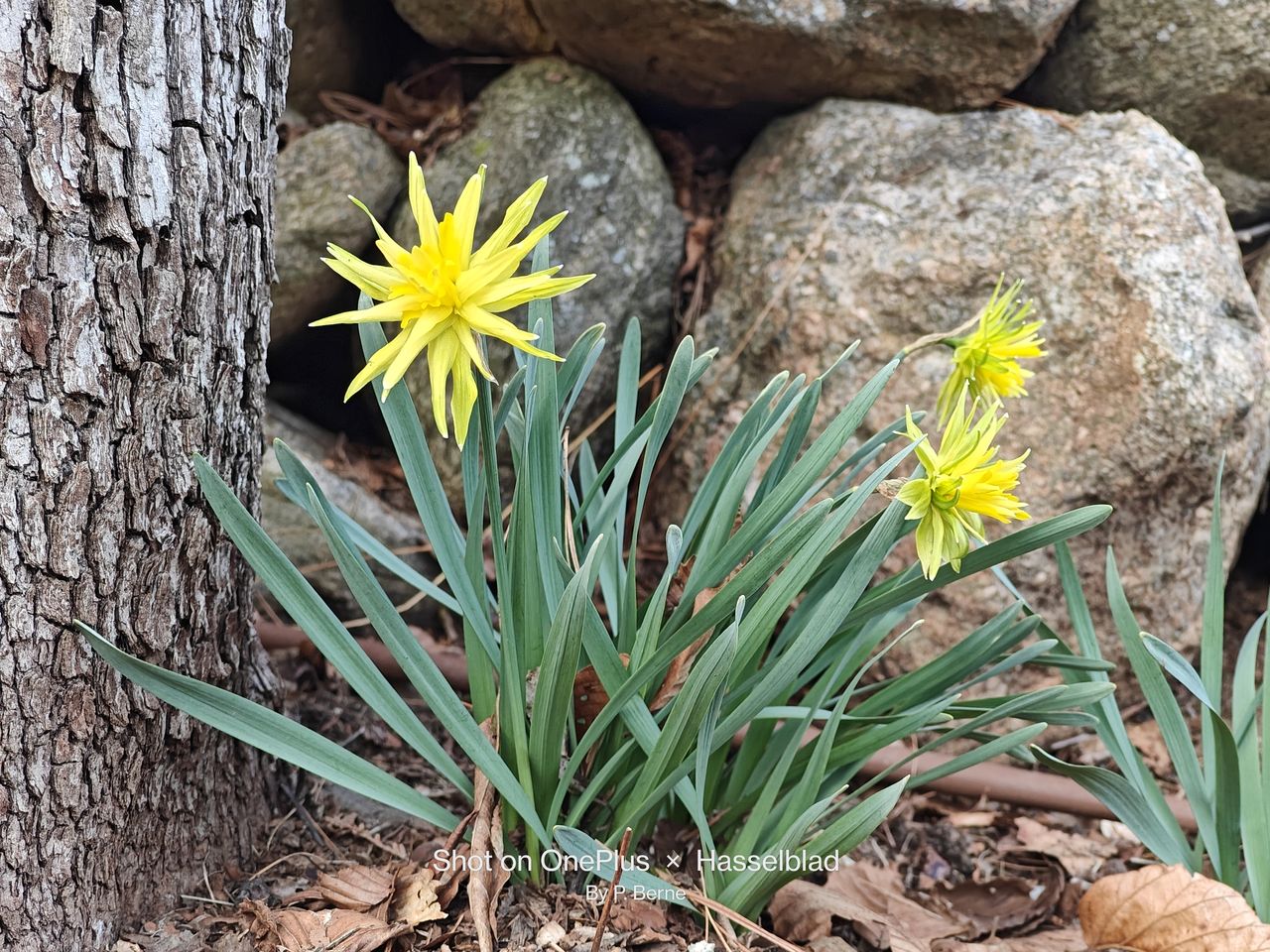 Flower photos taken by the OnePlus 11