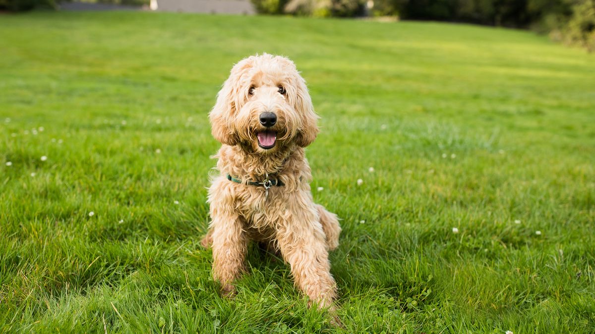 Dog sitting on grass