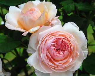 clise of climbing rose 'Shropshire Lad' in bloom