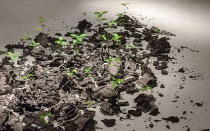 Oak seedlings growing in the ash from burnt books on a gallery floor, installation Spring by Irakli Sabekia